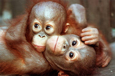 Orangutans Pictures