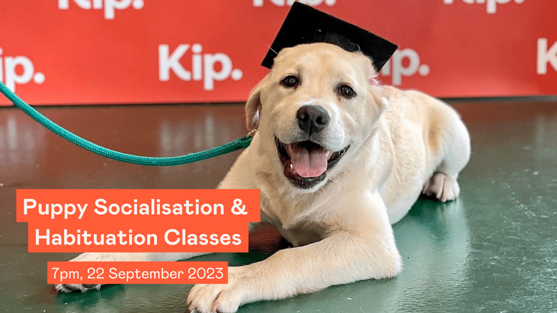 Puppy socialisation and habituation - PitPat